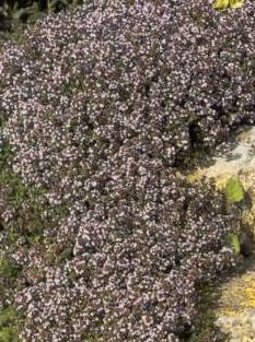 Fleurs de Thym sur le causse  Les Miels d'Uzs