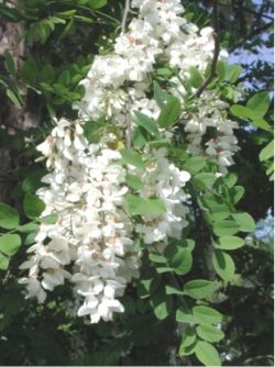 Fleurs arbre acacia