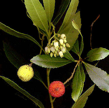 L'arbousier