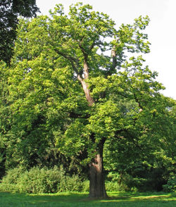 Arbre Le chtaignier  Les Miels d'Uzs