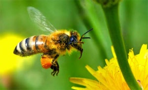 Abeilles avec pelote de pollen de fleurs