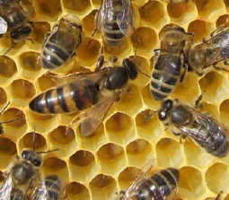 Reine d'abeilles accompagnée d'abeilles nourricières les miels d'uzès