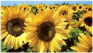 tournesol