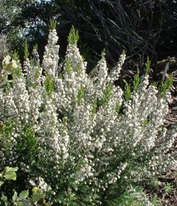 Massif de Fleurs de bruyre erica arborea