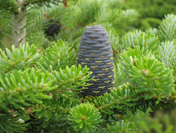 Pomme de Sapin  Les Miels d'Uzs