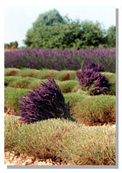 Coupe des Lavandes en Provence  Les Miels d'Uzs