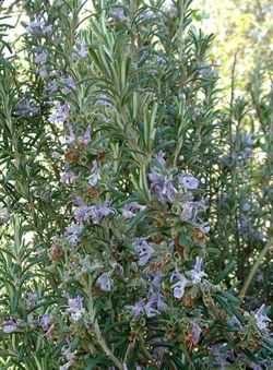 Fleurs de Romarin Les Miels d'Uzès