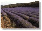 Champ de Lavande en Provence  Les Miels d'Uzs